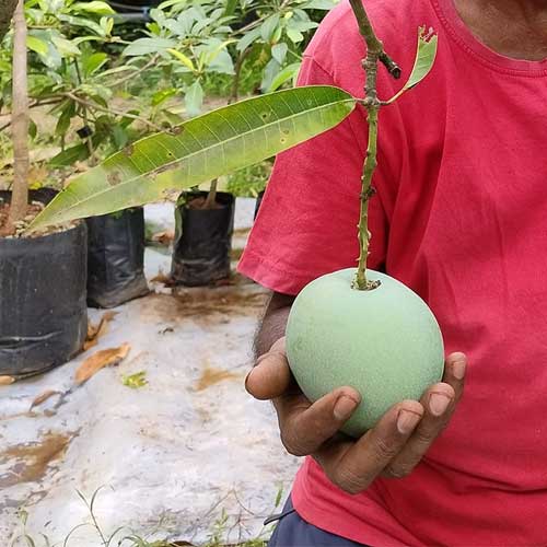 Mundappa Mango Grafted Live Plant