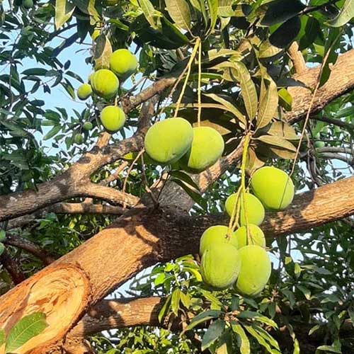 Black Andrews Mango Grafted Live Plant