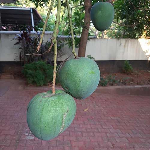 Black Andrews Mango Grafted Live Plant