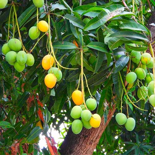 Manoranjitham Mango Grafted Live Plant