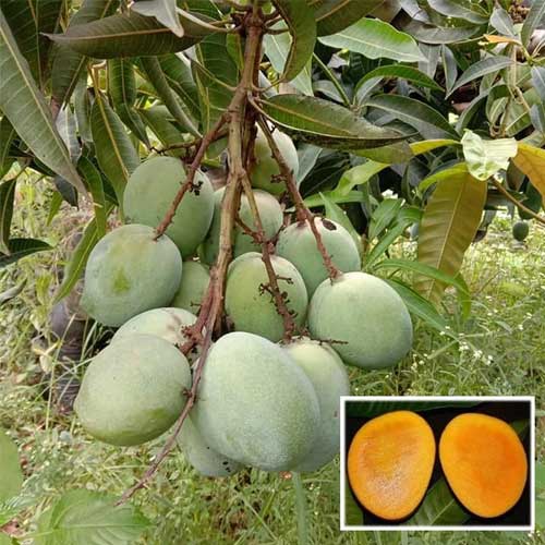 Malgova Mango Grafted Live Plant