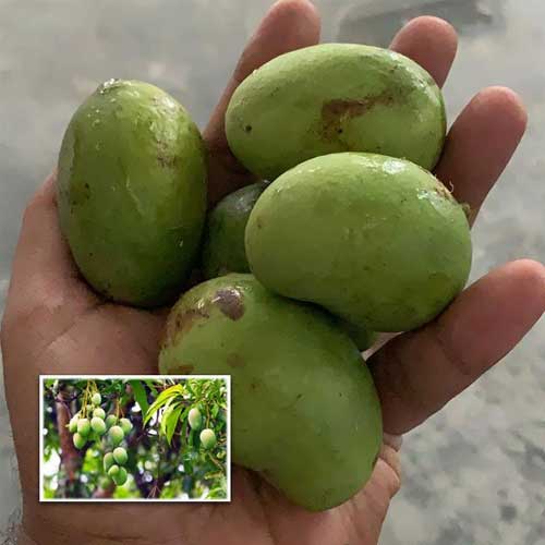 Chandrakaran Mango Grafted Live Plant