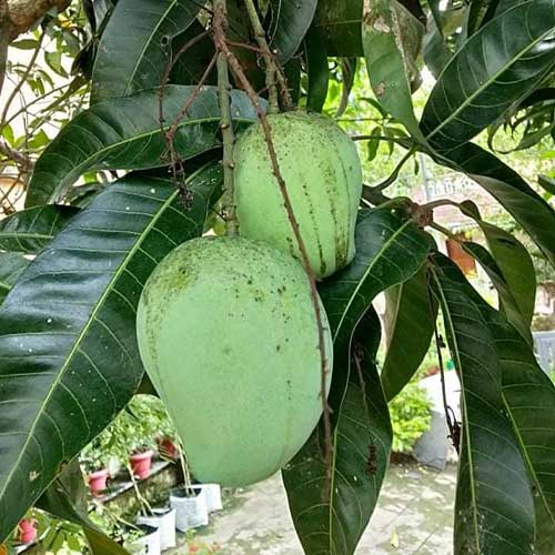 Priyoor Mango Grafted Live Plant