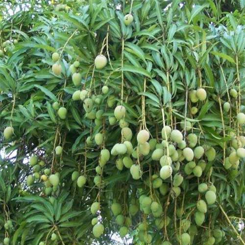 Chandrakaran Mango Grafted Live Plant