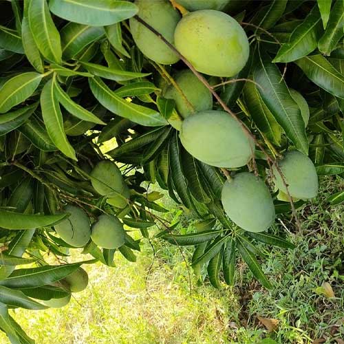 Himayudeen Neelam Hybrid Mango Grafted Live Plant