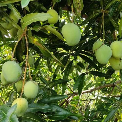 Himayudeen Neelam Hybrid Mango Grafted Live Plant