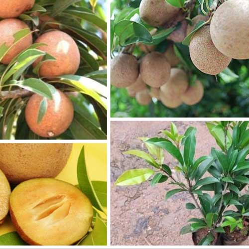 Sapodilla Chiku Chikkoo Oval Grafted Live Plant