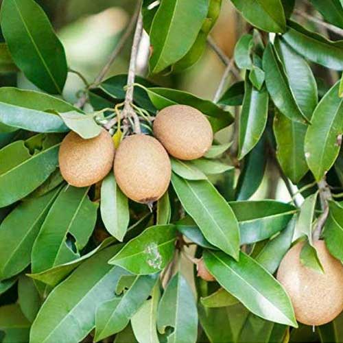 Sapodilla Chiku Chikkoo Oval Grafted Live Plant