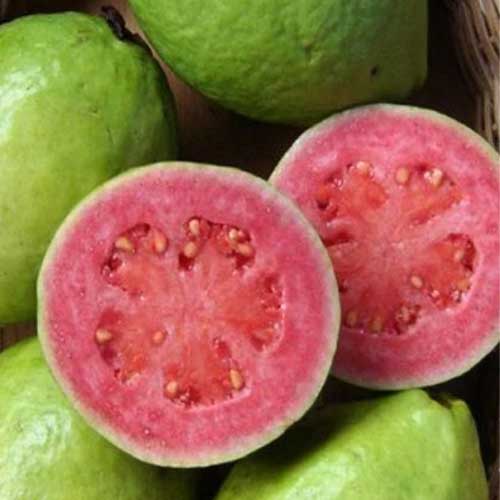 Pink Guava Live Plant Psidium Guajava