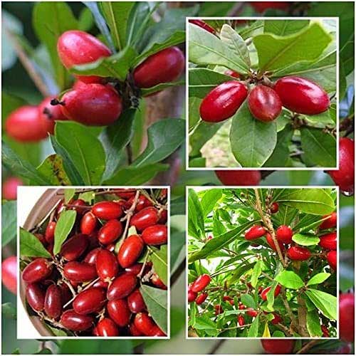 Miracle Fruit Live Plant Synsepalum Dulcificum