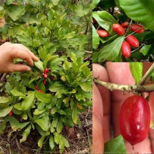 Miracle Fruit Live Plant Synsepalum Dulcificum