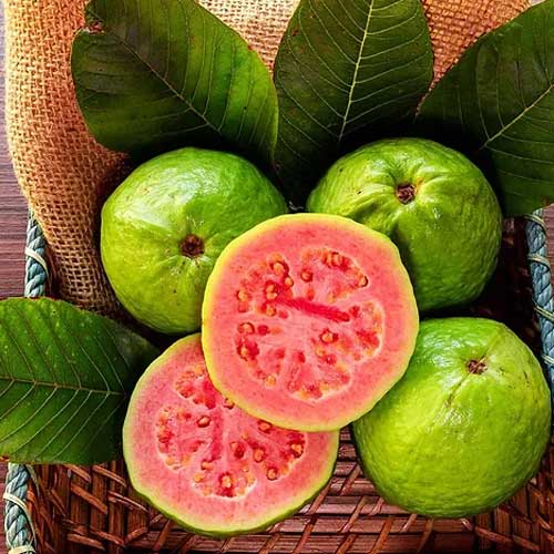 Pink Guava Live Plant Psidium Guajava