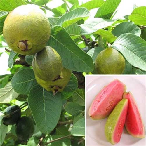 Pink Guava Live Plant Psidium Guajava