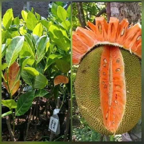 Jackfruit Vietnam Orange Budded Live Plant