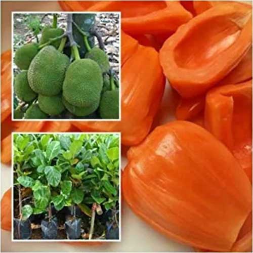 Jackfruit Vietnam Orange Budded Live Plant