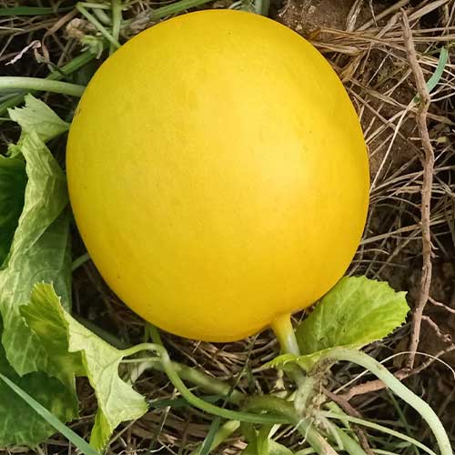 Cucumber Yellow Round Seeds