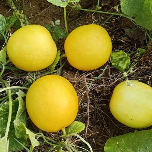 Cucumber Yellow Round Seeds