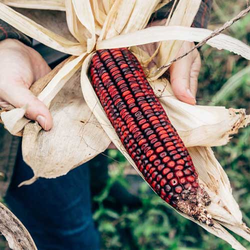 Corn Red Seeds