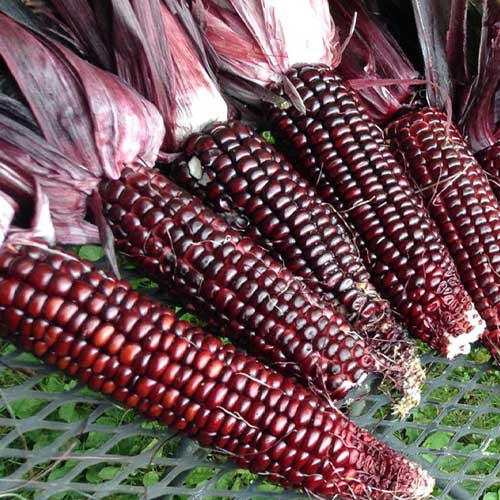 Corn Red Seeds