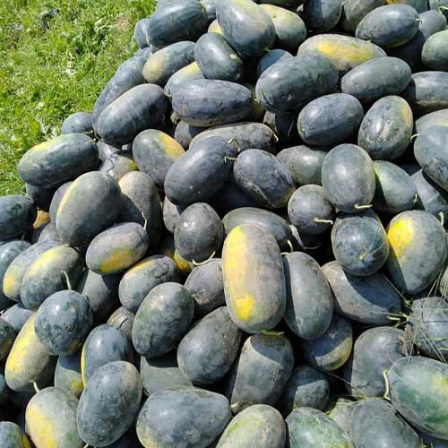 Watermelon Sagar Black Oval Hybrid F1 Seeds