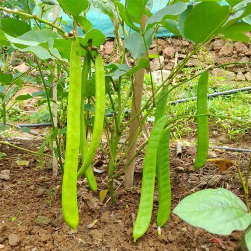 Sword Beans Bush Seeds