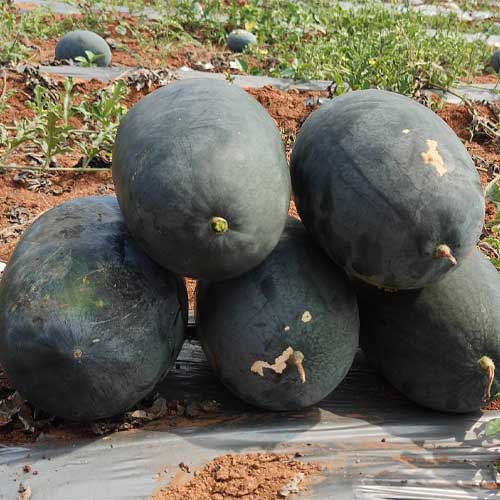 Watermelon Sagar Black Oval Hybrid F1 Seeds