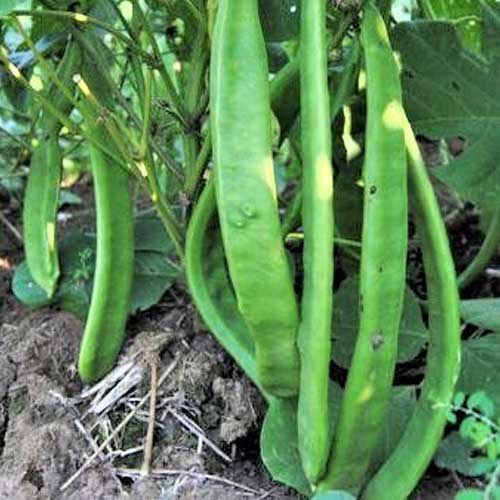 Sword Beans Bush Seeds