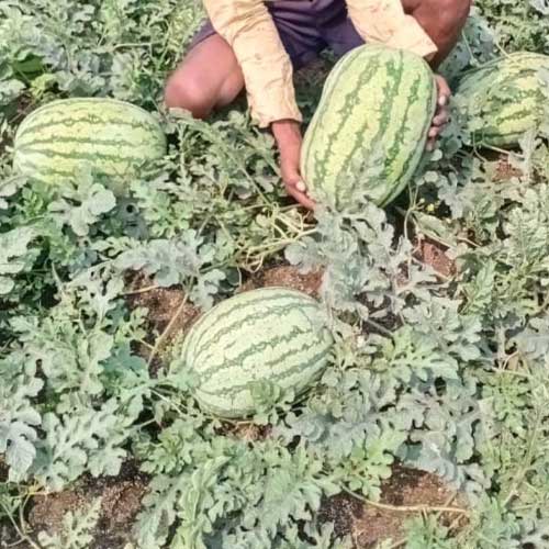 Watermelon Astha Green Stripes F1 Hybrid Seeds