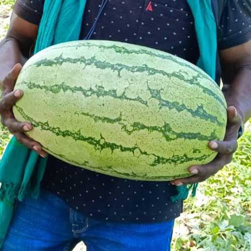 Watermelon Astha Green Stripes F1 Hybrid Seeds