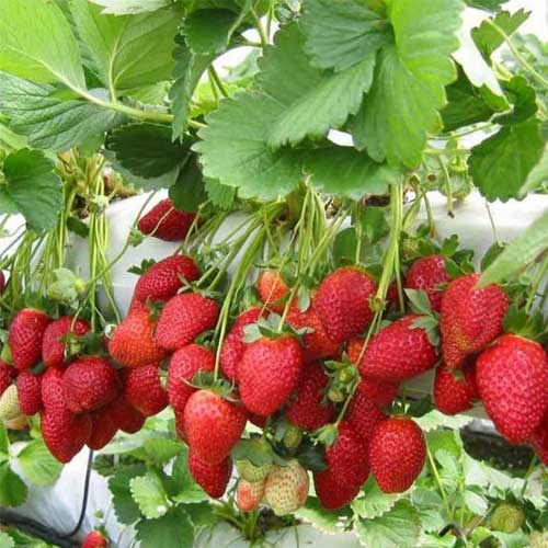 Strawberry Alpine Fragaria Vesca Seeds