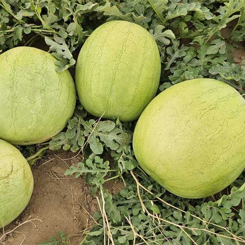 Watermelon Striped White Grey Bell Hybrid F1 Seeds