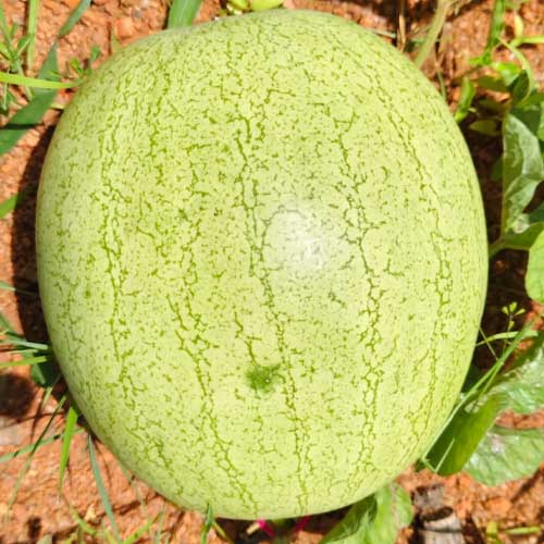 Watermelon Striped White Grey Bell Hybrid F1 Seeds