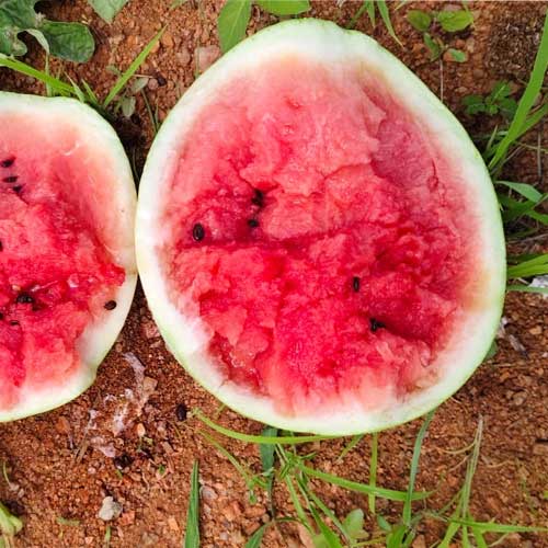 Watermelon Striped White Grey Bell Hybrid F1 Seeds