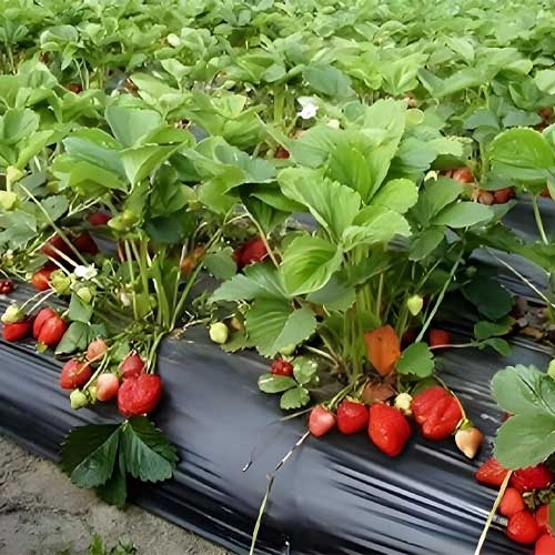 Strawberry Alpine Fragaria Vesca Seeds