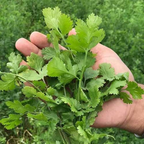 Coriander K5 Baramasi Dhaniya Seeds