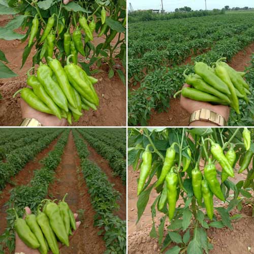 Chilli Picador Pepper Hybrid F1 Seeds