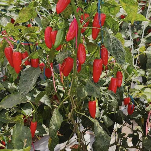 Chilli Royal Bullet Pepper Hybrid F1 Seeds