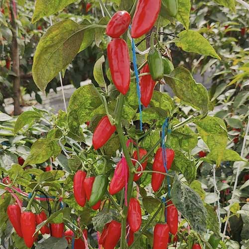 Chilli Royal Bullet Pepper Hybrid F1 Seeds