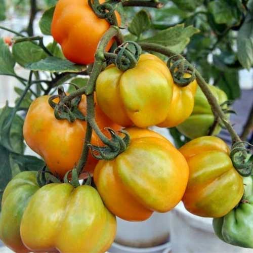 Yellow Stuffer Tomato Seeds