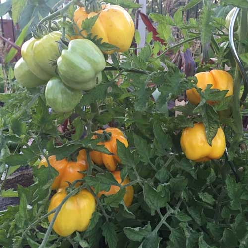 Yellow Stuffer Tomato Seeds