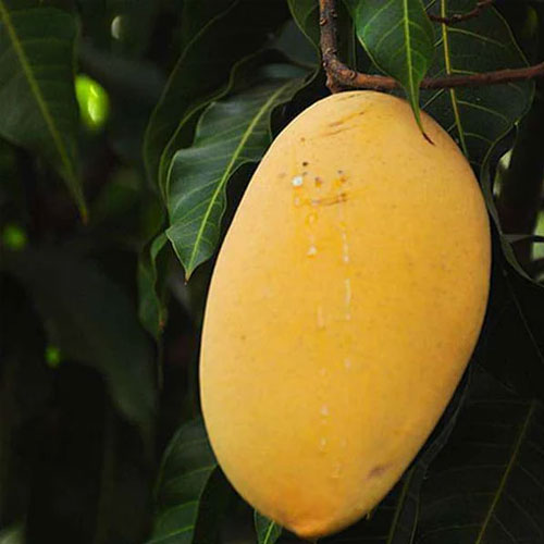 Alphonso Mango Grafted Live Plant