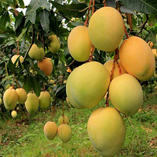 Alphonso Mango Grafted Live Plant