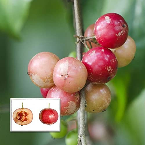 Luvikka Lovlolika  Loovy Indian Coffee Plum Live Fruit Plant