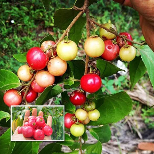 Luvikka Lovlolika  Loovy Indian Coffee Plum Live Fruit Plant
