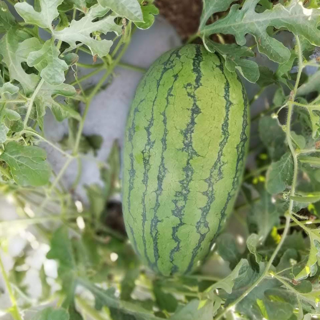 Watermelon Yellow Striped Hybrid F1 Seeds