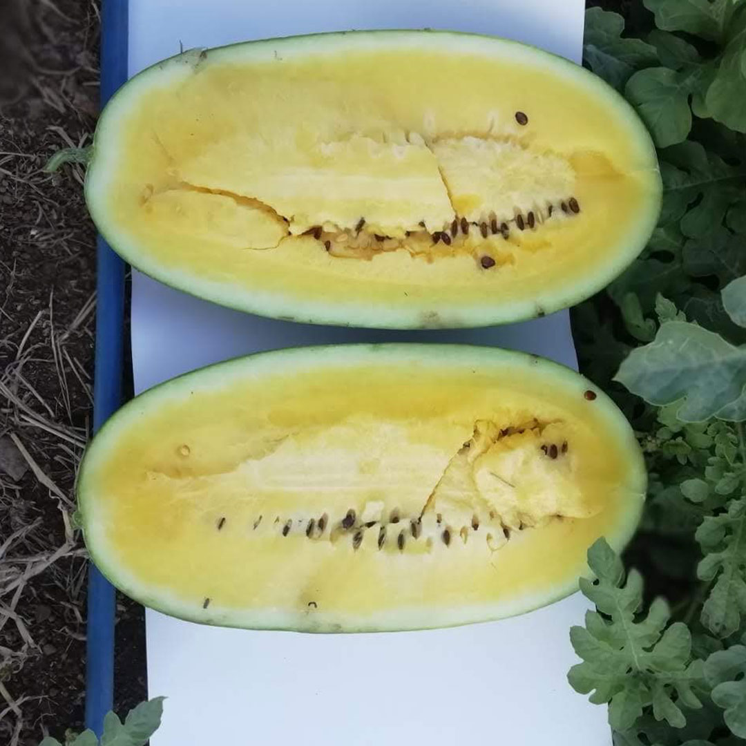Watermelon Yellow Striped Hybrid F1 Seeds