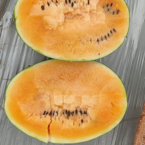 Watermelon Orange Hybrid F1 Seeds