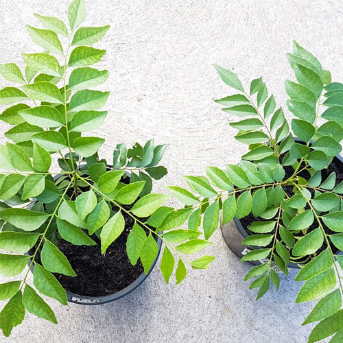 Curry Leaves Curry Veppu Live Plant
