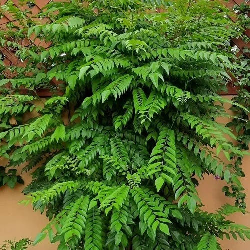 Curry Leaves Curry Veppu Live Plant