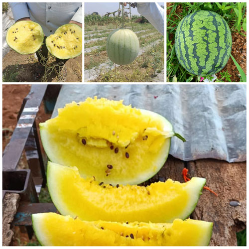 Watermelon Yellow Flesh Round Hybrid F1 Seeds